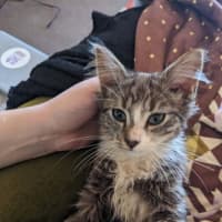 Photo of Teddy   In Foster Care In Thornbury