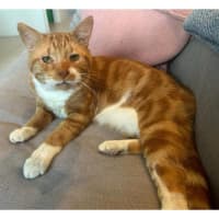 Photo of 10821   Marmalade