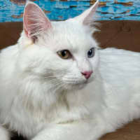 Photo of Jovi