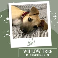 Photo of Loki