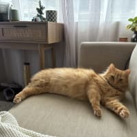 Photo of Juno