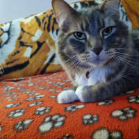 Photo of Cosmo