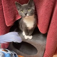 Photo of Misty
