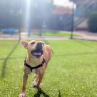 Photo of Lulu