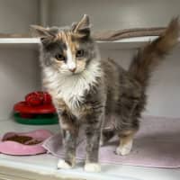 Photo of Chloe Belle