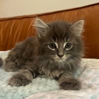 Photo of ❤️ Hamish & Hudson ❤️