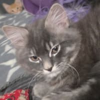 Photo of Lewis Paw Milton