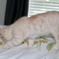 Photo of Pickle