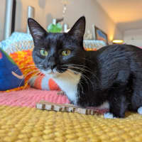 Photo of Limi