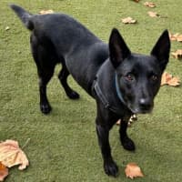 Photo of Buddy