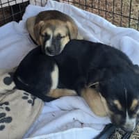 Photo of Joe Goldberg