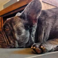 Photo of Douglas   2 Year Old French Bulldog X Pug