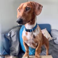 Photo of Snickerdoodle