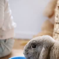 Photo of Jimmy Buns