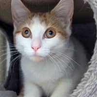 Photo of Silvie