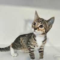 Photo of Paprika