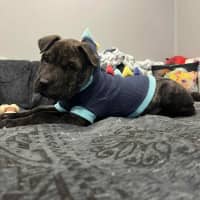 Photo of Potato   9 Week Old Shar Pei X Staffy 