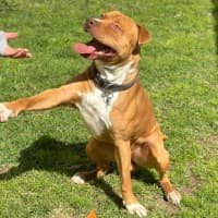 Photo of Duke