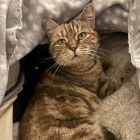 Photo of Lady Saffron