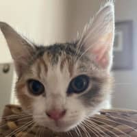 Photo of Kit Kat