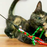 Photo of Tizzy 