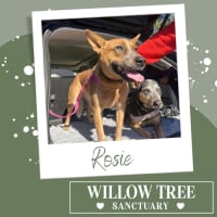 Photo of Rosie