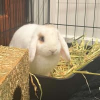 Photo of Sapphire 