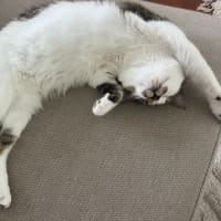 Photo of Charlee