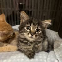 Photo of Luna (Lj) 