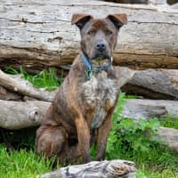 Photo of Bear