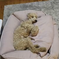 Photo of Paris   1 Year Old Poodle