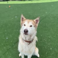 Photo of Meeka Imp 204