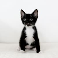 Photo of Sox