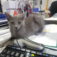 Photo of Misty