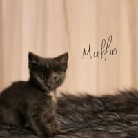 Photo of Muffin 🧁