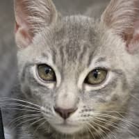 Photo of Bandit