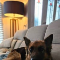 Photo of Sasha   4 Year Old German Shepherd
