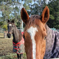 Photo of Ginger (Montville Lass)