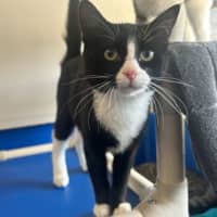 Photo of Marshmallow