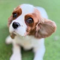 Photo of Riley