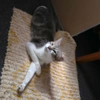 Photo of Juniper