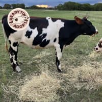 Photo of Bessie & Beatrice