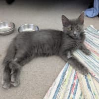 Photo of Earl Grey