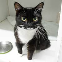 Photo of Whiskers