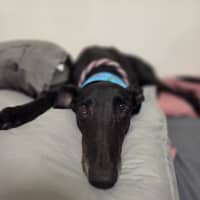 Photo of Jay, The Greyhound