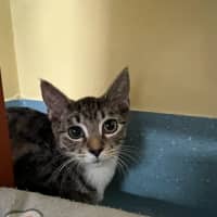 Photo of Donner And Vixen