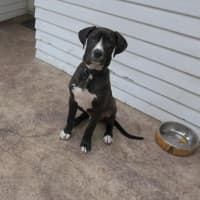 Photo of Nero   3 Month Old Great Dane X (Trial)