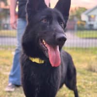 Photo of Luna