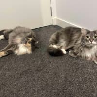 Photo of Teddy & Honk Honk   In Foster Care In Coburg