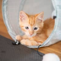 Photo of Rowdy
